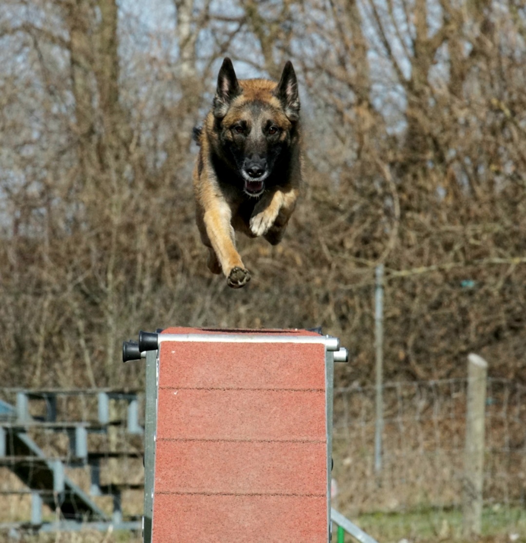 Agility Turnier
